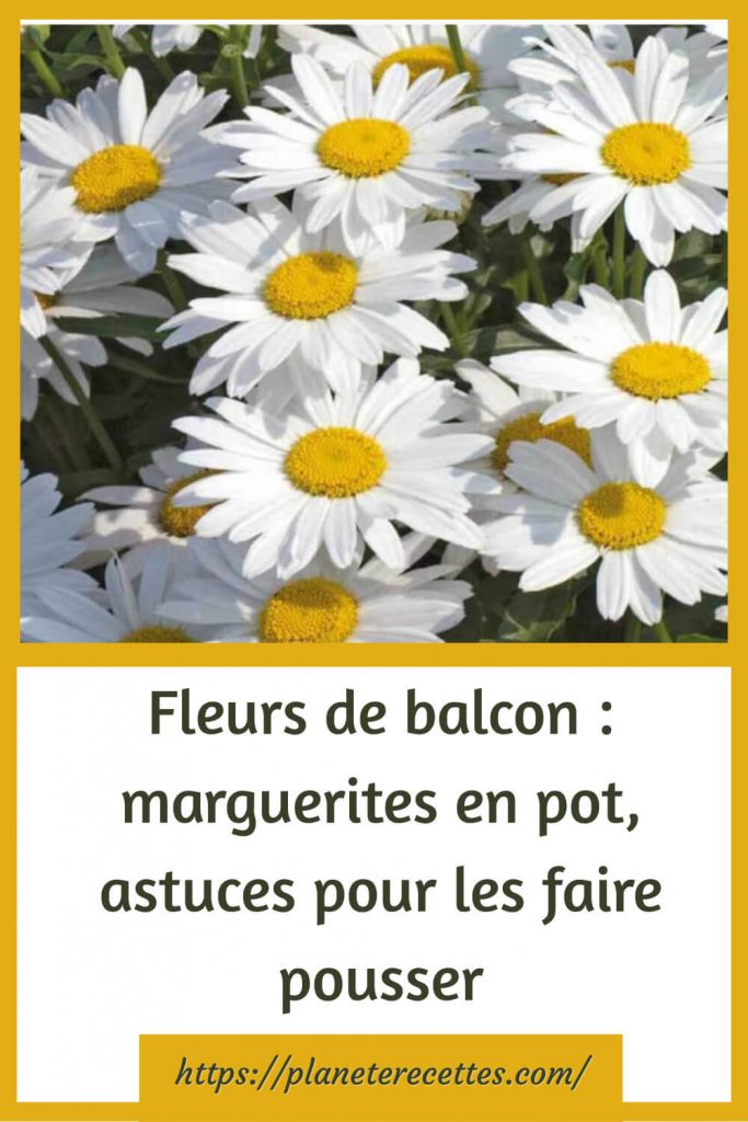 Fleurs de balcon : marguerites en pot, astuces pour les faire pousser