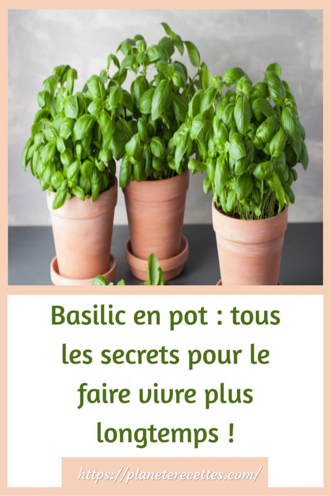 Quand tailler les hortensias Planète Recettes